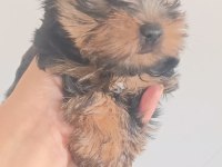 Orjinal mini minnacık yorkshire terrier