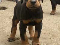 FCİ SECERELİ DEV ADAYI KİNG DOBERMAN