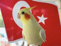 Konuşan Ve Yavru Sultan Papağanları