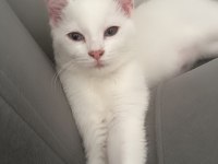 2 Beyaz safkan ırk british shorthair dişilerimiz