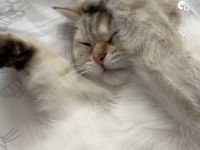 British lynx point