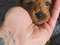 Poodle Yavru
