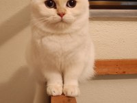 Bursa Golden British Shorthair Dişi Ny 12 33 Acil