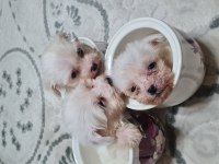 2 aylık dişi ve erkek köpekler
