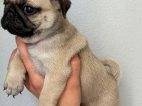 Pug Mops yavrularımız