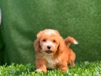 Kendi maltipoo yavrularım dişi ve erkek mevcut