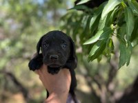 CANE CORSO YAVRULARIM SAĞLIK VE IRK GARANTİLİDİR