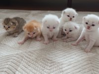 SEÇERELİ BABANIN TOMBİK BEBEK KEDİLERİ