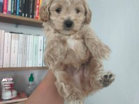 Maltipoo Yavru Köpekler