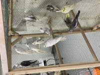 Yeme düşmüş sultan papağanı papağanlar
