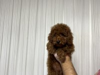 Toy Poodle Bebeklerimiz