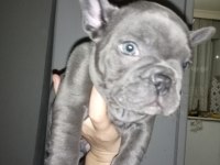 EGZOTİC BLUE FRENCH BULLDOG DAHA İYİ ANATOMİ YOK