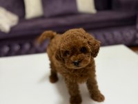 Baby face toy poodle yavrumuz