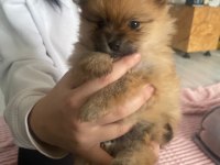 Ankara pomeranian yavrular