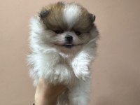 Show kalite tea cup pomeranian boo yavrular