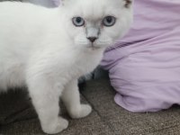 Scottish fold mükemmel yavrumuz