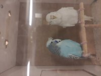 Şov Jumbo muhabbet kuşumuz