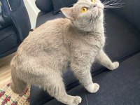 British Shorthair Antalya