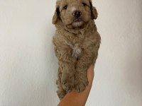Maltipoo köpek
