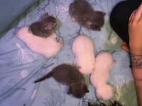 british kedi dişi ve erkek yavru
