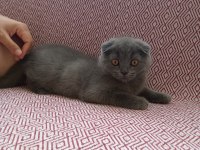 Uygun sahiplendirilecek scottish fold