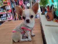 Chihuahua dişi 6 aylık