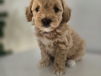 ORJİNAL TEACUP MALTİPOO YAVRULAR