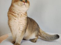 8 aylık british shorthair golden ny11 ny24 kediler