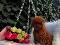 Cinsinin En İyisi Poodle