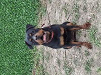 Genç dişi rottweiler