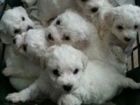 Maltese Terrier Yavrularımız Canlı Görerek Alabilirsiniz