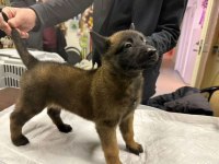 A kalite malinois yavrular