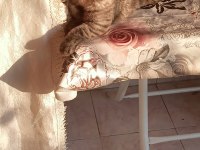 Scottish Fold Yavrumuza Yuva Arıyoruz