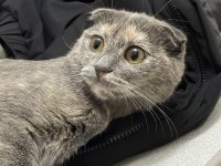 Küçük scottish fold bebeğim yuva arıyor
