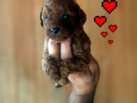 Toy poodle yavrularımız daha güzeli yok