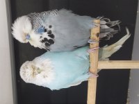 Yumurtalı takımlar ve genç show jumbo muhabbet kuşlar
