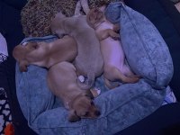 2 aylık pinscher