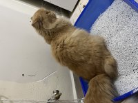 Dünyalar tatlısı iran kedisi Poffy