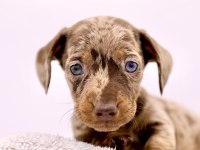 Dapple Dachshund (sosis köpek) Yavrular
