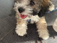Erkek tatlı mı tatlı poodle yavrumuz