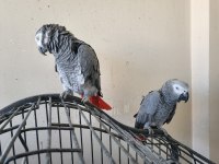 4 yaşında dişi jako papağanı