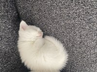 Yavru british shorthair cana yakın cins