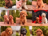 Red Toy Poodle Yavrular