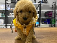 F1 maltipoo köpeği yavrular