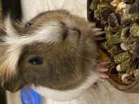 Kırşehir Guinea Pig evcil hayvan çok tatlı