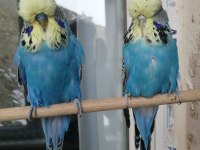 SARI SURAT ÜST VASIF SHOW JUMBO TAKIM MUHABBET KUŞU