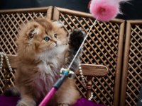 O bir prenses scottish fold