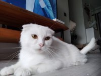 1 yaşında kar beyaz muhteşem göz renkli Juliet