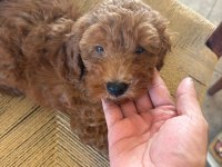60 GÜNLÜK POODLE YAVRUMUZA YUVA ARIYORUZ