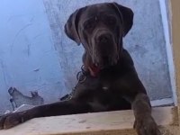 Cane Corso yavrularımız A kalite Irk garantili teslim
